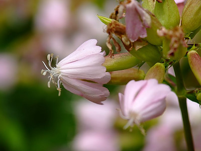비누풀 사진 - Saponaria officinalis L. Photos