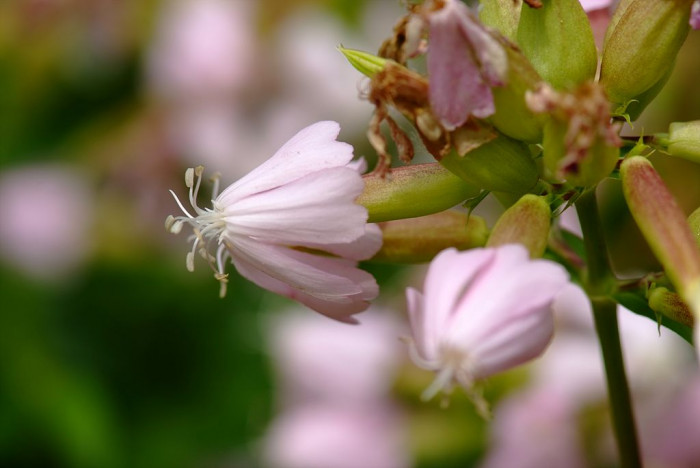 비누풀 - Saponaria officinalis L.