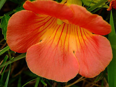 능소화 사진 - Campsis grandifolia (Thunb.) K.Schum. Photos