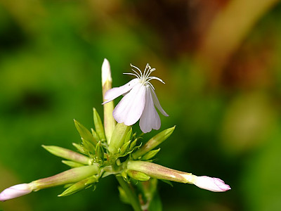 비누풀 사진 - Saponaria officinalis L. Photos