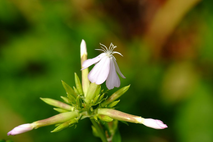비누풀 - Saponaria officinalis L.