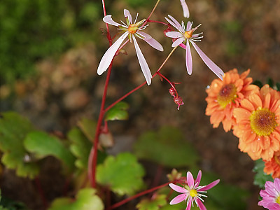 바위떡풀 사진 - Saxifraga fortunei var. incisolobata (Engl. & Irmsch.) Nakai Photos
