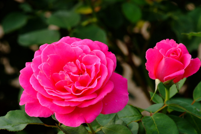 장미 - Rose, Rosa hybrida