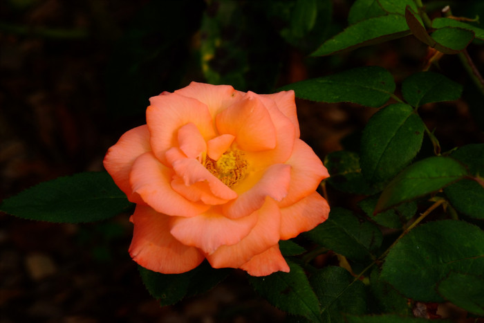 장미 - Rose, Rosa hybrida