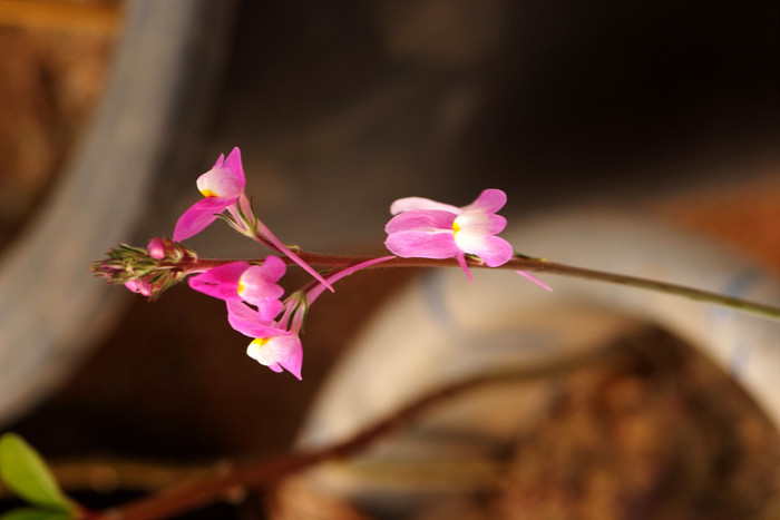 리나리아 - Clovenlip Toadflax, Linaria bipartita