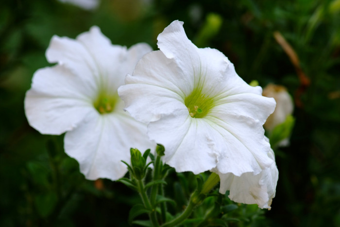 페튜니아 - Common Garden Petunia, Petunia hybrida