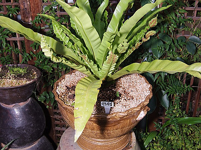 파초일엽 사진 - Asplenium antiquum Photos
