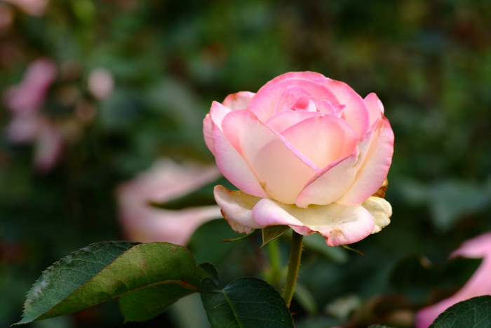 장미 - Rose, Rosa hybrida