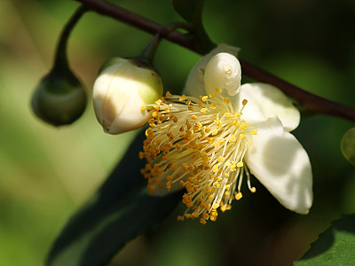 차나무 사진 - Camellia sinensis L. Photos
