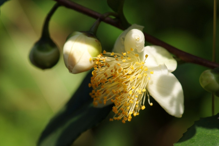 차나무 - camellia, Camellia sinensis L.