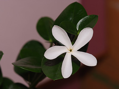카리샤자스민 사진 - Carissa grandiflora Photos