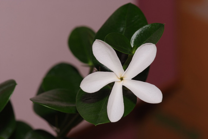 카리샤자스민 - CarissaJasmine, Carissa grandiflora
