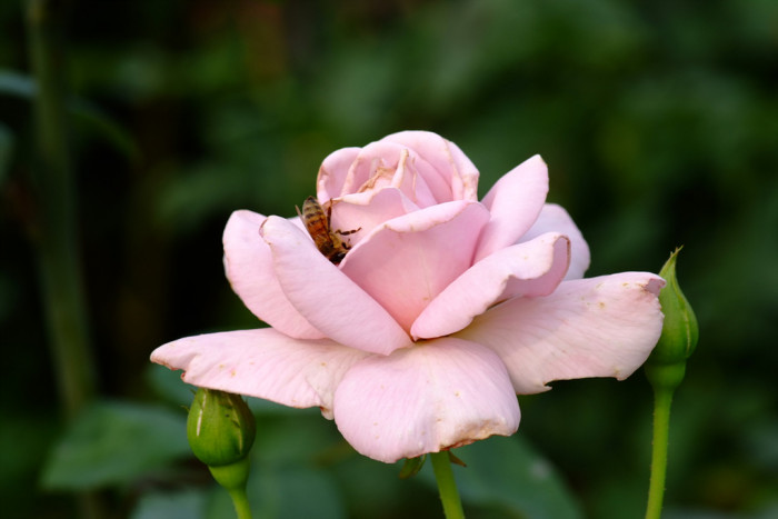 장미 - Rose, Rosa hybrida