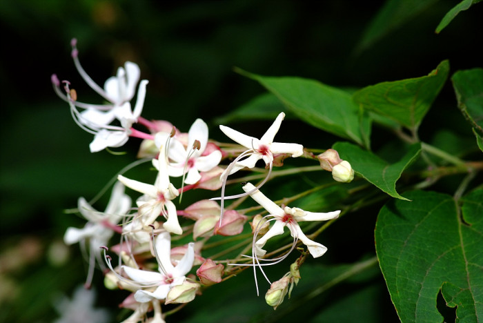 누리장나무 - Harlequin Glorybower, Clerodendrum trichotomum