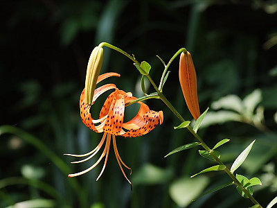 중나리 사진 - Lilium leichtlinii var. tigrinum Photos