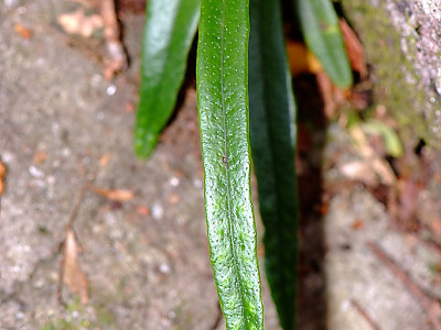 고란초 사진 - Crypsinus hastatus (Thunb.) Copel. Photos