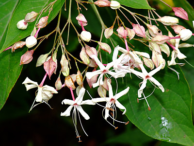 누리장나무 사진 - Clerodendrum trichotomum Photos