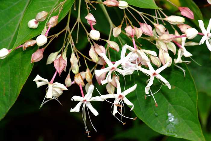 누리장나무 - Harlequin Glorybower, Clerodendrum trichotomum