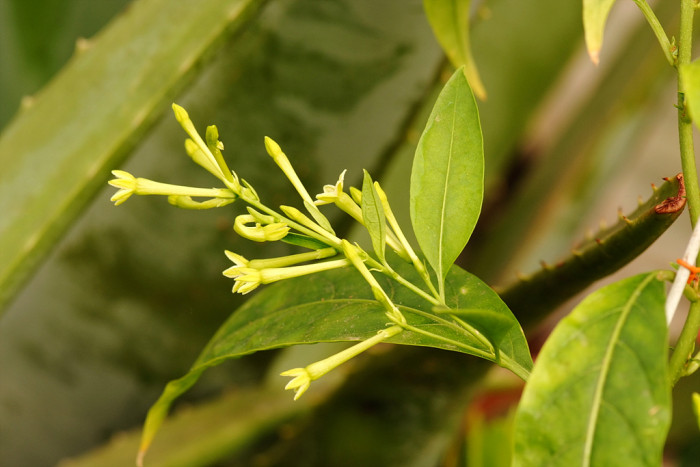 야래향 - Night Jessamine, Cestrum nocturnum L.