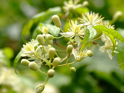 사위질빵 사진 - Clematis apiifolia Photos