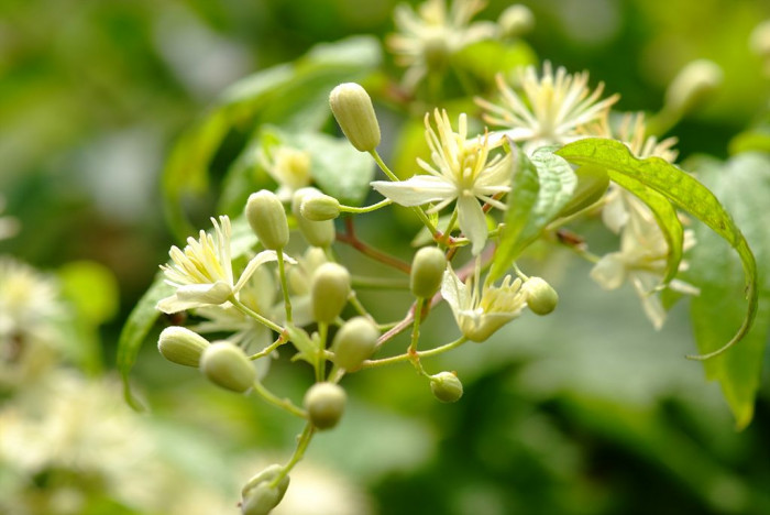 사위질빵 - Clematis apiifolia