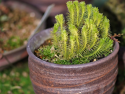 다람쥐꼬리 사진 - Lycopodium chinense H.Christ Photos