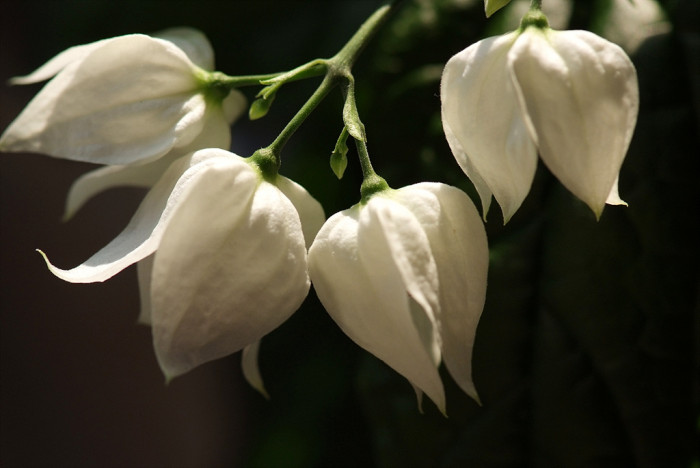 클레로덴드럼 톰소니에 - Bleeding-heart vine, Clerodendrum Thomsoniae
