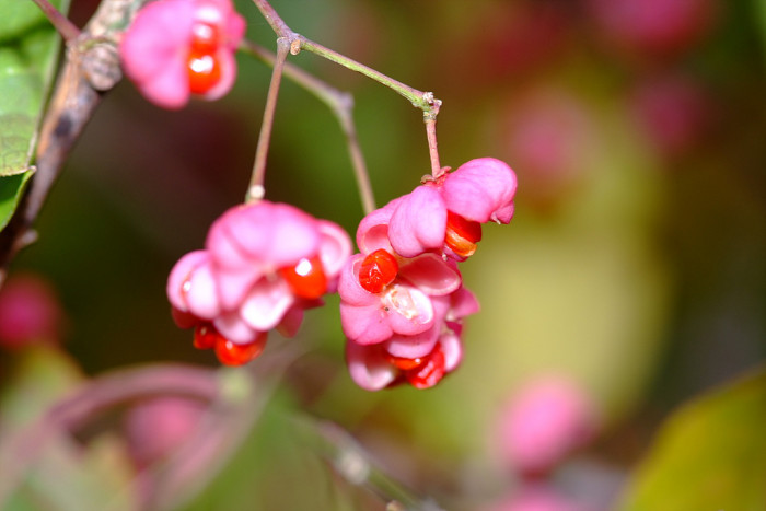 누리장나무 - Harlequin Glorybower, Clerodendrum trichotomum