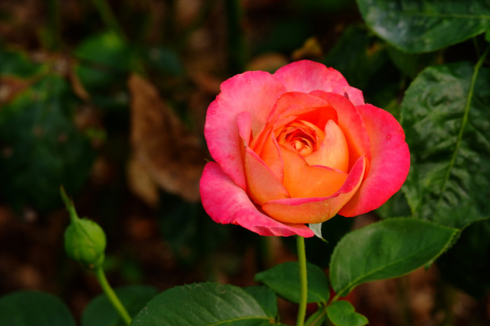 장미 - Rose, Rosa hybrida