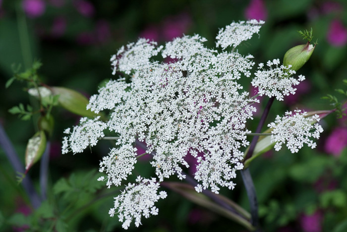 궁궁이 - Angelica polymorpha Maxim.