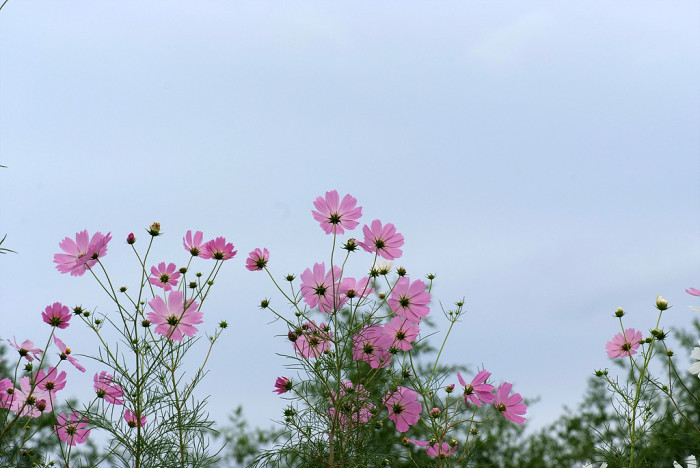 코스모스 - Browallia speciosa, Cosmos bipinnatus