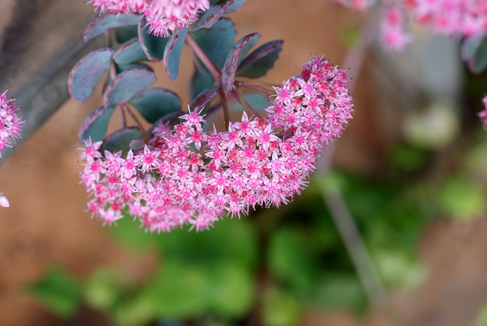 둥근잎꿩의비름 - Sedum rotundifolium