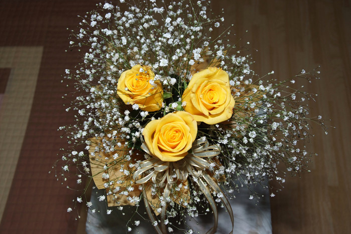 장미 - Rose, Rosa hybrida