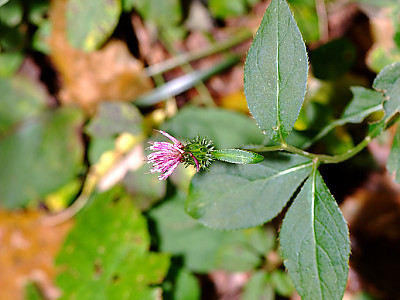 당분취 사진 - Saussurea tanakae Franch. & Sav. ex Maxim. Photos