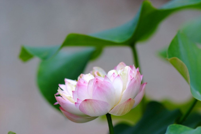 연꽃 - Nelumbo nucifera