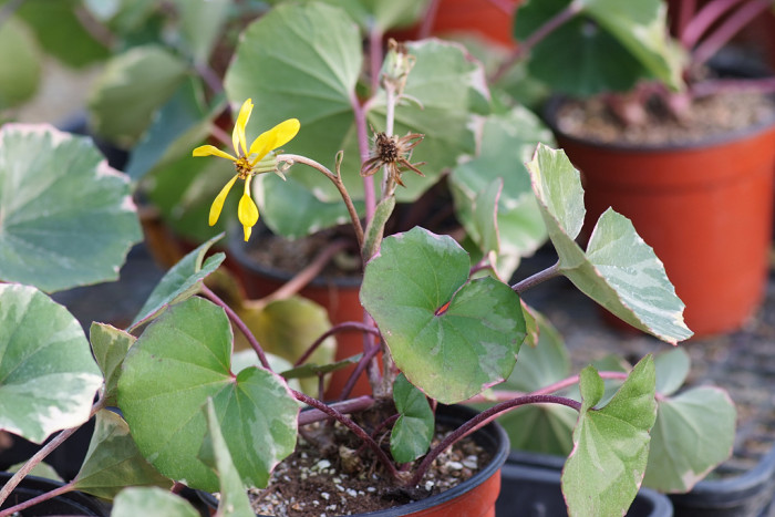 털머위 - Farfugium japonicum (L.) Kitam.