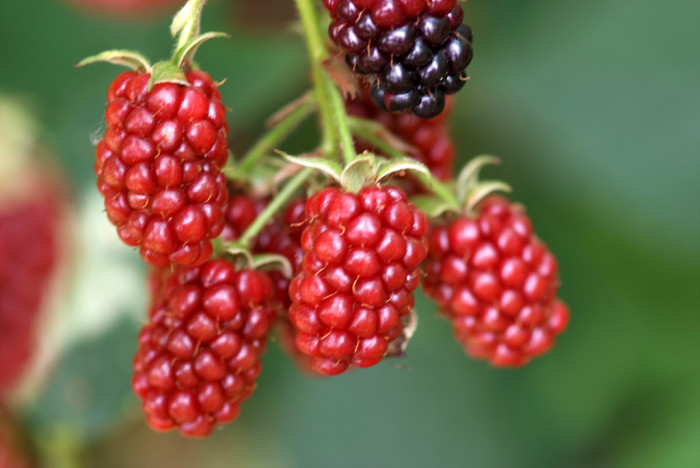 복분자딸기 - Rubus coreanus