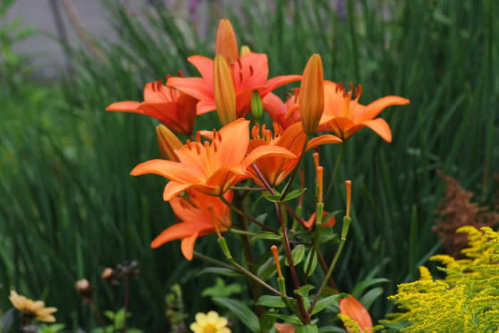 백합 - Lily, Lilium longiflorum Thunb.