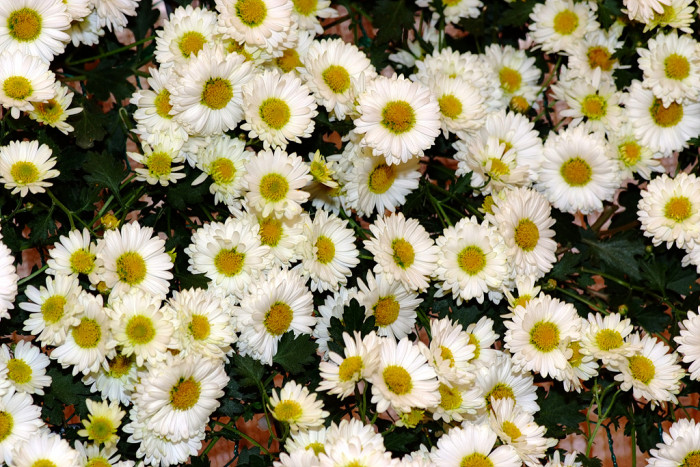 국화 - florist