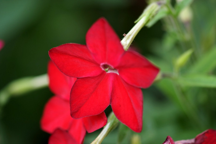 담배꽃 - Nicotiana sanderae Sander