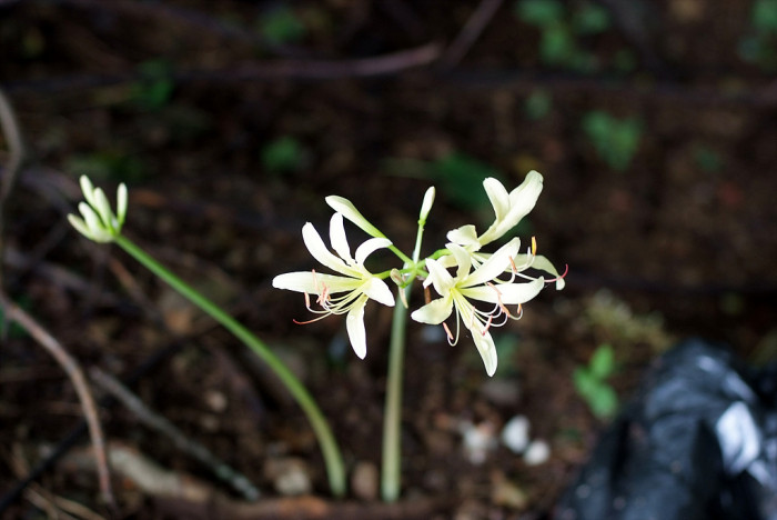 상사화 - Lycoris squamigera Max. 