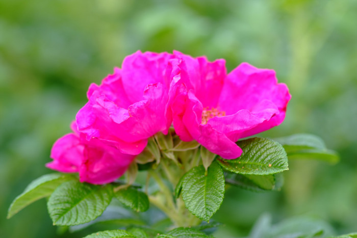 해당화 - 4ㅅ3ㅅ, Rosa rugosa