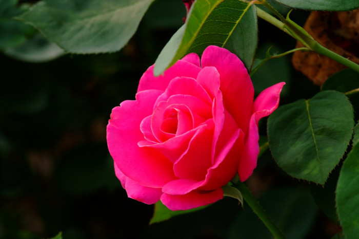 장미 - Rose, Rosa hybrida