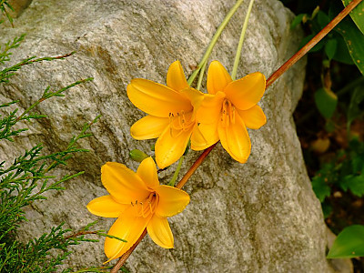 원추리 사진 - Hemerocallis fulva Photos