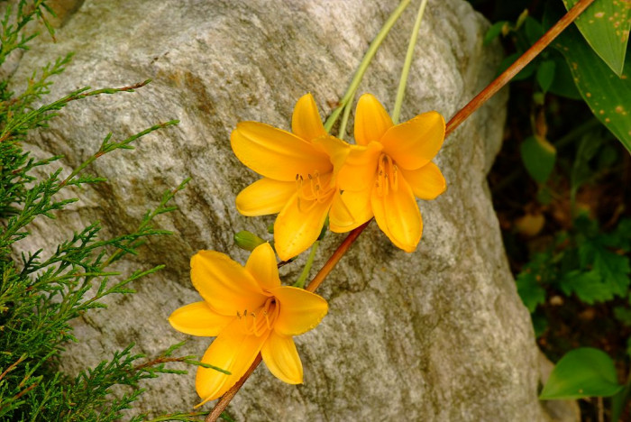 원추리 - Hemerocallis fulva