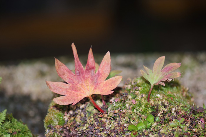 돌단풍 - Sudden fall, Mukdenia rossii (Oliv.) Koidz.