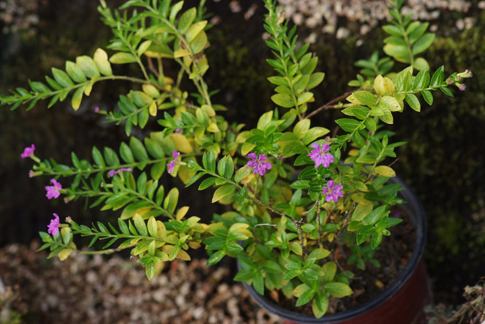 쿠페아 - hookeriana, Cuphea hyssopifolia