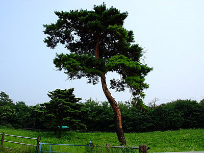 소나무 사진 - Pinus densiflora Siebold & Zucc. Photos