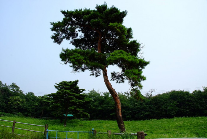 소나무 - Pine Tree, Pinus densiflora Siebold & Zucc.