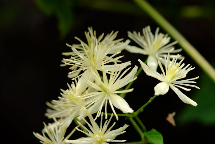 사위질빵 - Clematis apiifolia